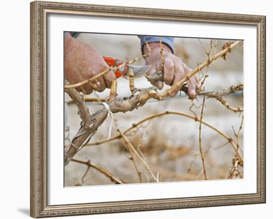 Vineyard Worker, Bodega Del Anelo Winery, Finca Roja, Anelo Region, Neuquen, Patagonia, Argentina-Per Karlsson-Framed Photographic Print