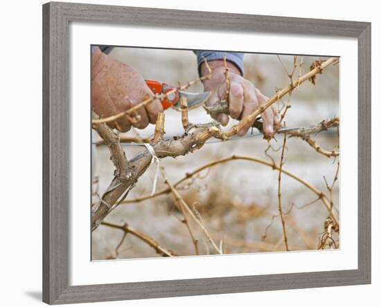 Vineyard Worker, Bodega Del Anelo Winery, Finca Roja, Anelo Region, Neuquen, Patagonia, Argentina-Per Karlsson-Framed Photographic Print