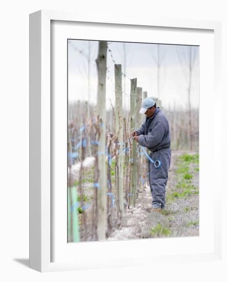 Vineyard Worker, Bodega Nqn Winery, Vinedos De La Patagonia, Neuquen, Patagonia, Argentina-Per Karlsson-Framed Photographic Print