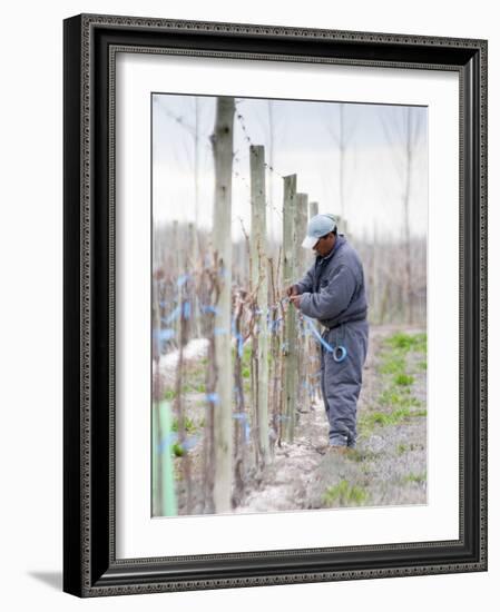 Vineyard Worker, Bodega Nqn Winery, Vinedos De La Patagonia, Neuquen, Patagonia, Argentina-Per Karlsson-Framed Photographic Print