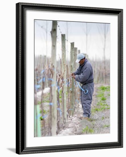 Vineyard Worker, Bodega Nqn Winery, Vinedos De La Patagonia, Neuquen, Patagonia, Argentina-Per Karlsson-Framed Photographic Print