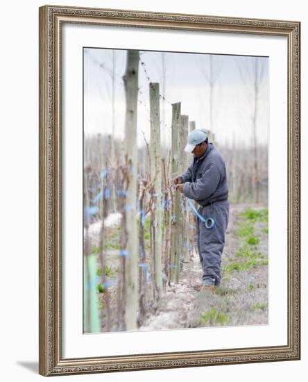 Vineyard Worker, Bodega Nqn Winery, Vinedos De La Patagonia, Neuquen, Patagonia, Argentina-Per Karlsson-Framed Photographic Print