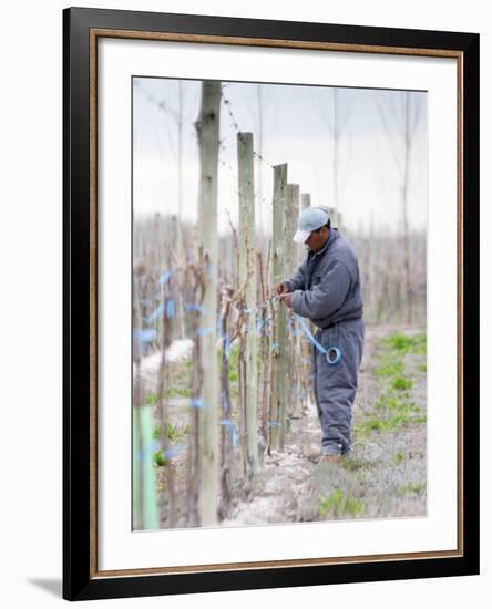 Vineyard Worker, Bodega Nqn Winery, Vinedos De La Patagonia, Neuquen, Patagonia, Argentina-Per Karlsson-Framed Photographic Print