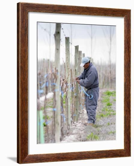 Vineyard Worker, Bodega Nqn Winery, Vinedos De La Patagonia, Neuquen, Patagonia, Argentina-Per Karlsson-Framed Photographic Print