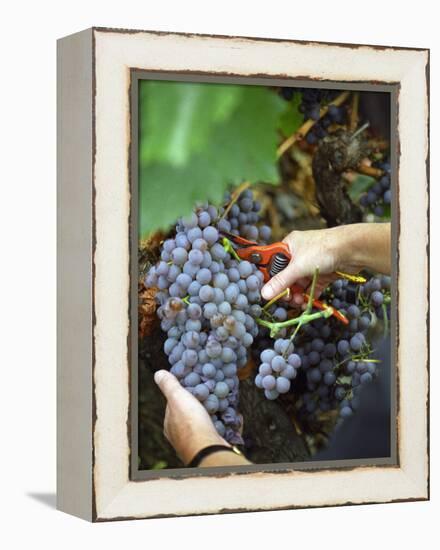 Vineyard Worker Harvesting Bunch of Grenache Noir Grapes, Collioure, Languedoc-Roussillon, France-Per Karlsson-Framed Premier Image Canvas