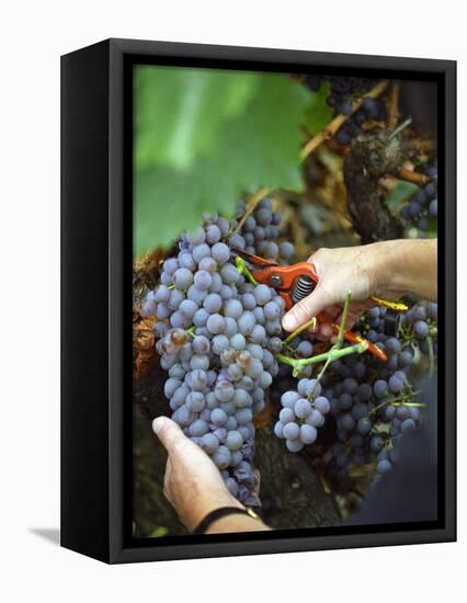 Vineyard Worker Harvesting Bunch of Grenache Noir Grapes, Collioure, Languedoc-Roussillon, France-Per Karlsson-Framed Premier Image Canvas