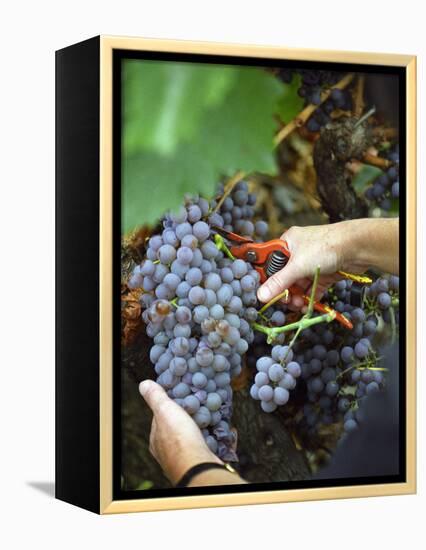 Vineyard Worker Harvesting Bunch of Grenache Noir Grapes, Collioure, Languedoc-Roussillon, France-Per Karlsson-Framed Premier Image Canvas