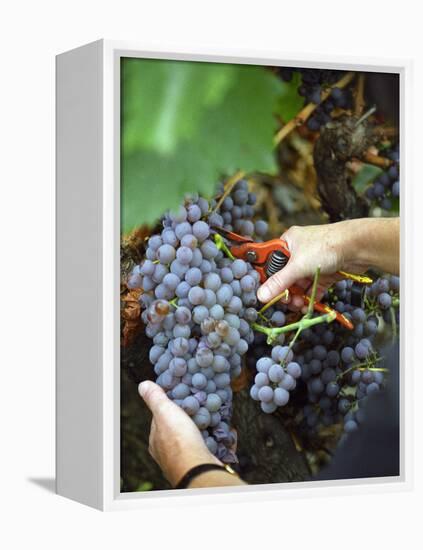 Vineyard Worker Harvesting Bunch of Grenache Noir Grapes, Collioure, Languedoc-Roussillon, France-Per Karlsson-Framed Premier Image Canvas