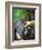 Vineyard Worker Harvesting Bunch of Grenache Noir Grapes, Collioure, Languedoc-Roussillon, France-Per Karlsson-Framed Photographic Print