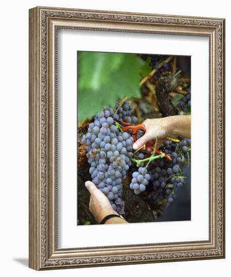 Vineyard Worker Harvesting Bunch of Grenache Noir Grapes, Collioure, Languedoc-Roussillon, France-Per Karlsson-Framed Photographic Print