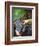 Vineyard Worker Harvesting Bunch of Grenache Noir Grapes, Collioure, Languedoc-Roussillon, France-Per Karlsson-Framed Photographic Print