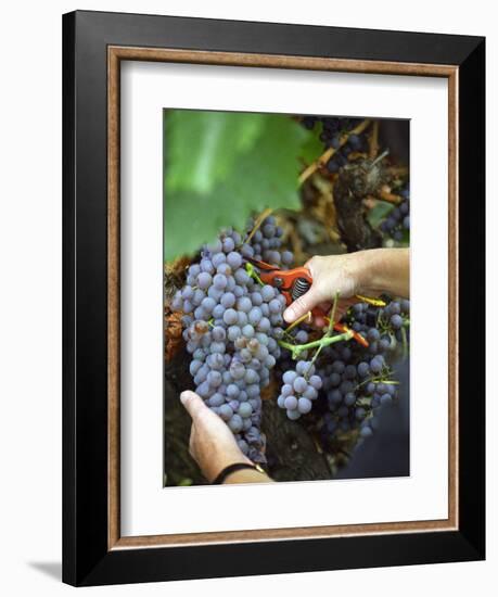 Vineyard Worker Harvesting Bunch of Grenache Noir Grapes, Collioure, Languedoc-Roussillon, France-Per Karlsson-Framed Photographic Print