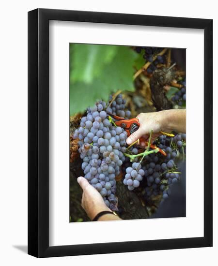 Vineyard Worker Harvesting Bunch of Grenache Noir Grapes, Collioure, Languedoc-Roussillon, France-Per Karlsson-Framed Photographic Print