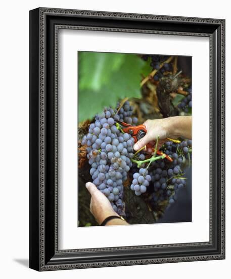 Vineyard Worker Harvesting Bunch of Grenache Noir Grapes, Collioure, Languedoc-Roussillon, France-Per Karlsson-Framed Photographic Print