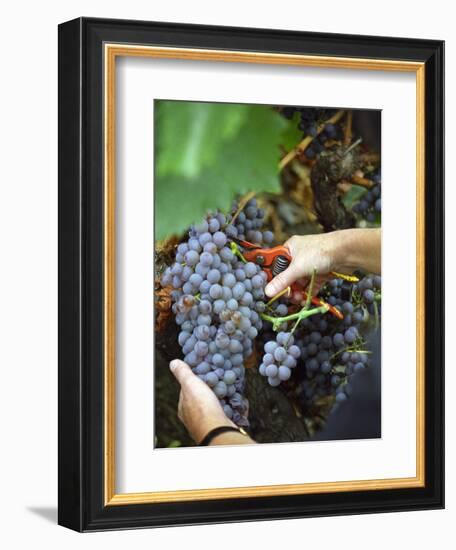 Vineyard Worker Harvesting Bunch of Grenache Noir Grapes, Collioure, Languedoc-Roussillon, France-Per Karlsson-Framed Photographic Print