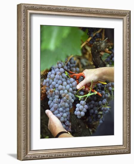 Vineyard Worker Harvesting Bunch of Grenache Noir Grapes, Collioure, Languedoc-Roussillon, France-Per Karlsson-Framed Photographic Print