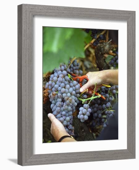 Vineyard Worker Harvesting Bunch of Grenache Noir Grapes, Collioure, Languedoc-Roussillon, France-Per Karlsson-Framed Photographic Print