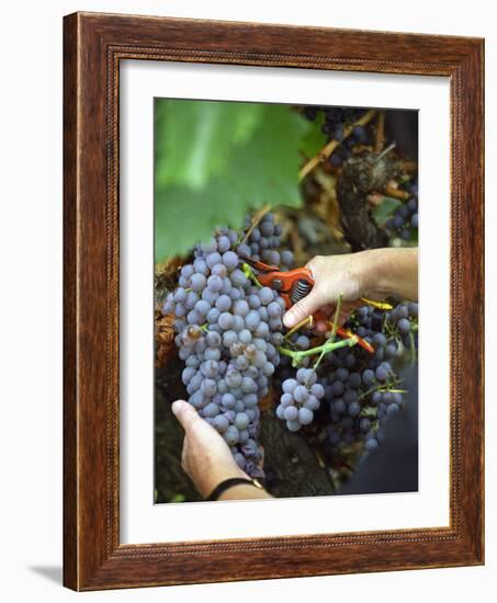 Vineyard Worker Harvesting Bunch of Grenache Noir Grapes, Collioure, Languedoc-Roussillon, France-Per Karlsson-Framed Photographic Print