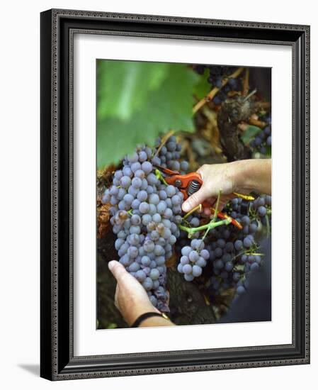 Vineyard Worker Harvesting Bunch of Grenache Noir Grapes, Collioure, Languedoc-Roussillon, France-Per Karlsson-Framed Photographic Print