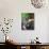 Vineyard Worker Harvesting Bunch of Grenache Noir Grapes, Collioure, Languedoc-Roussillon, France-Per Karlsson-Photographic Print displayed on a wall