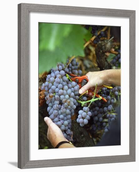 Vineyard Worker Harvesting Bunch of Grenache Noir Grapes, Collioure, Languedoc-Roussillon, France-Per Karlsson-Framed Photographic Print