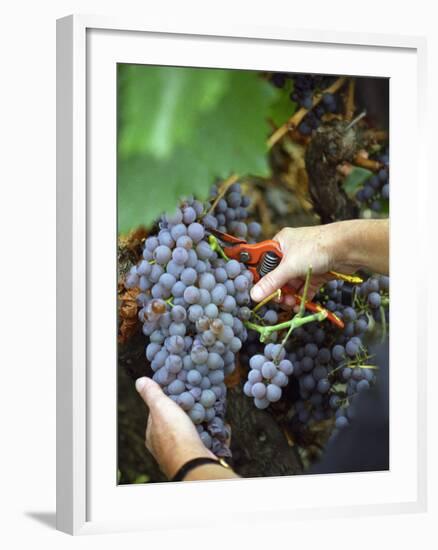 Vineyard Worker Harvesting Bunch of Grenache Noir Grapes, Collioure, Languedoc-Roussillon, France-Per Karlsson-Framed Photographic Print