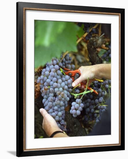 Vineyard Worker Harvesting Bunch of Grenache Noir Grapes, Collioure, Languedoc-Roussillon, France-Per Karlsson-Framed Photographic Print