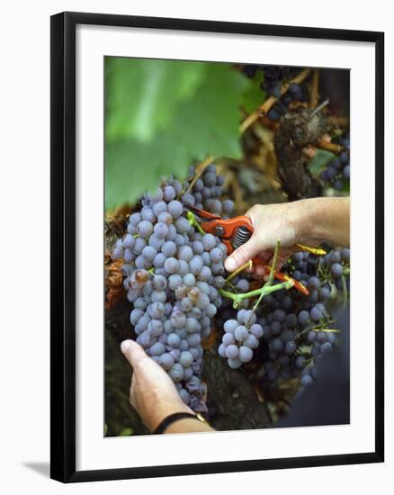 Vineyard Worker Harvesting Bunch of Grenache Noir Grapes, Collioure, Languedoc-Roussillon, France-Per Karlsson-Framed Photographic Print