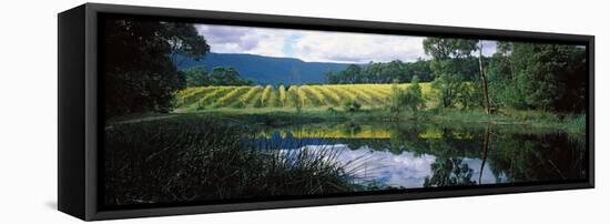 Vineyard, Yarra Valley, Victoria, Australia-null-Framed Stretched Canvas