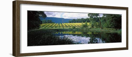 Vineyard, Yarra Valley, Victoria, Australia-null-Framed Photographic Print