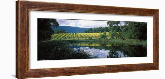 Vineyard, Yarra Valley, Victoria, Australia-null-Framed Photographic Print