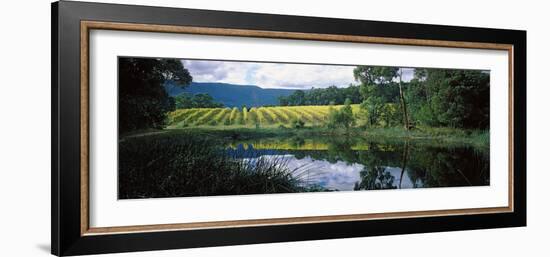 Vineyard, Yarra Valley, Victoria, Australia-null-Framed Photographic Print