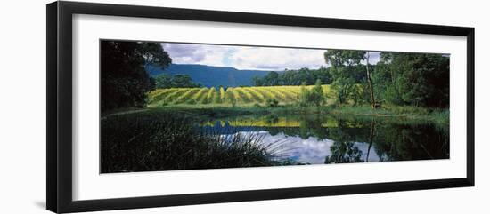 Vineyard, Yarra Valley, Victoria, Australia-null-Framed Photographic Print