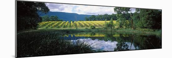 Vineyard, Yarra Valley, Victoria, Australia-null-Mounted Photographic Print