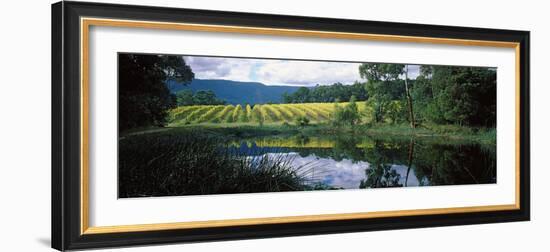 Vineyard, Yarra Valley, Victoria, Australia-null-Framed Photographic Print