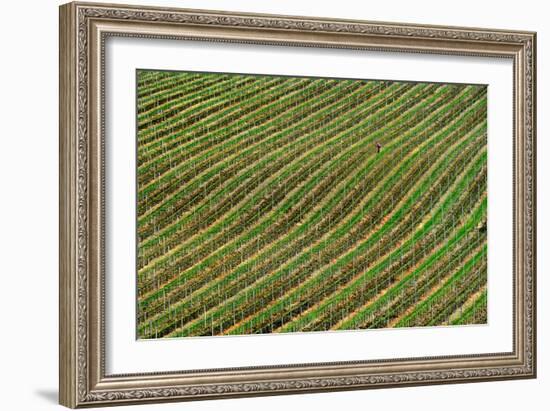 Vineyard-Izidor Gasperlin-Framed Photographic Print