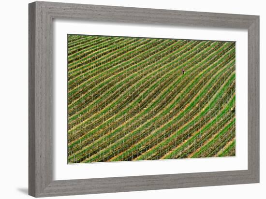 Vineyard-Izidor Gasperlin-Framed Photographic Print