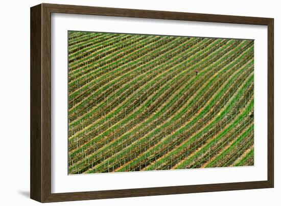 Vineyard-Izidor Gasperlin-Framed Photographic Print