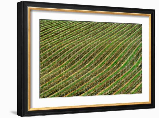 Vineyard-Izidor Gasperlin-Framed Photographic Print