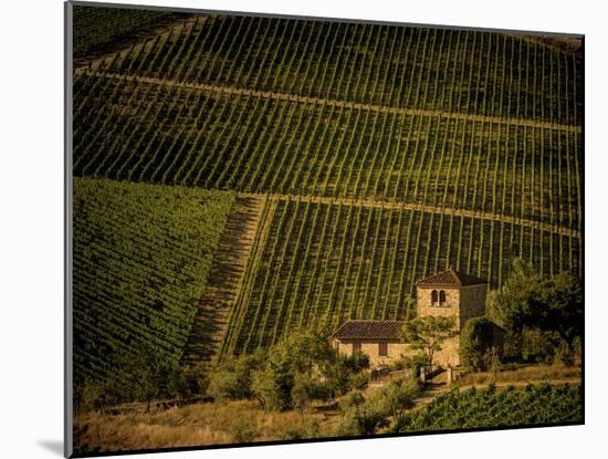 Vineyard-Dan Ballard-Mounted Photographic Print