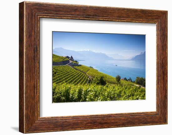 Vineyards Above Vevey, Lake Geneva, Vaud, Switzerland-Jon Arnold-Framed Photographic Print