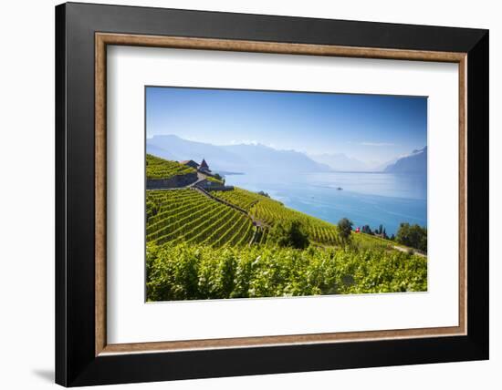 Vineyards Above Vevey, Lake Geneva, Vaud, Switzerland-Jon Arnold-Framed Photographic Print