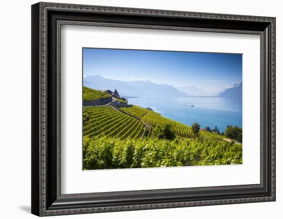 Vineyards Above Vevey, Lake Geneva, Vaud, Switzerland-Jon Arnold-Framed Photographic Print