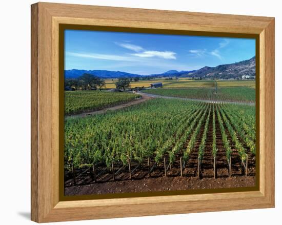 Vineyards along the Silverado Trail, Miner Family Winery, Oakville, Napa Valley, California-Karen Muschenetz-Framed Premier Image Canvas