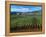 Vineyards along the Silverado Trail, Miner Family Winery, Oakville, Napa Valley, California-Karen Muschenetz-Framed Premier Image Canvas