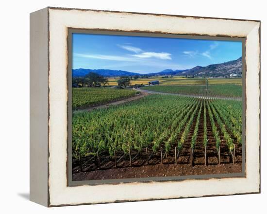 Vineyards along the Silverado Trail, Miner Family Winery, Oakville, Napa Valley, California-Karen Muschenetz-Framed Premier Image Canvas