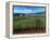 Vineyards along the Silverado Trail, Miner Family Winery, Oakville, Napa Valley, California-Karen Muschenetz-Framed Premier Image Canvas