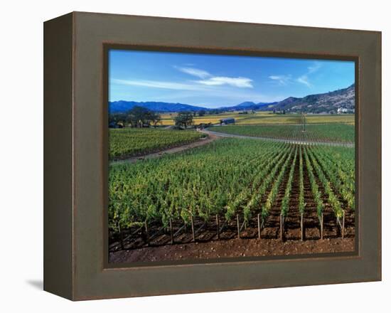 Vineyards along the Silverado Trail, Miner Family Winery, Oakville, Napa Valley, California-Karen Muschenetz-Framed Premier Image Canvas