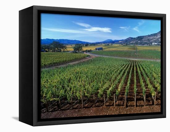 Vineyards along the Silverado Trail, Miner Family Winery, Oakville, Napa Valley, California-Karen Muschenetz-Framed Premier Image Canvas