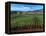 Vineyards along the Silverado Trail, Miner Family Winery, Oakville, Napa Valley, California-Karen Muschenetz-Framed Premier Image Canvas